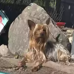 lost female dog chelly